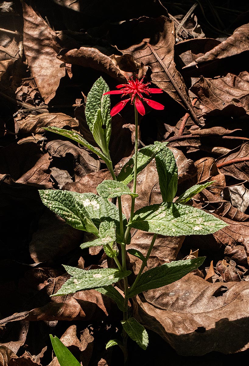 Erythrocephalum longifolium