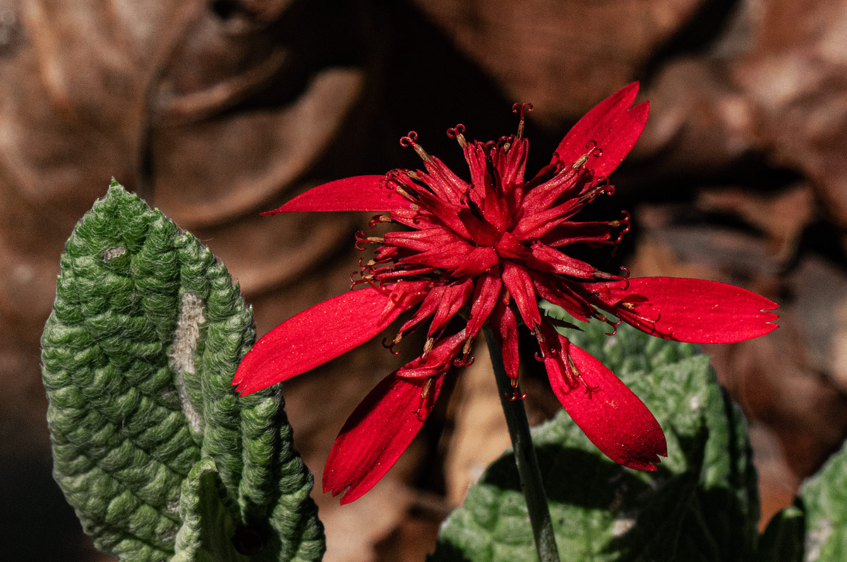 Erythrocephalum longifolium