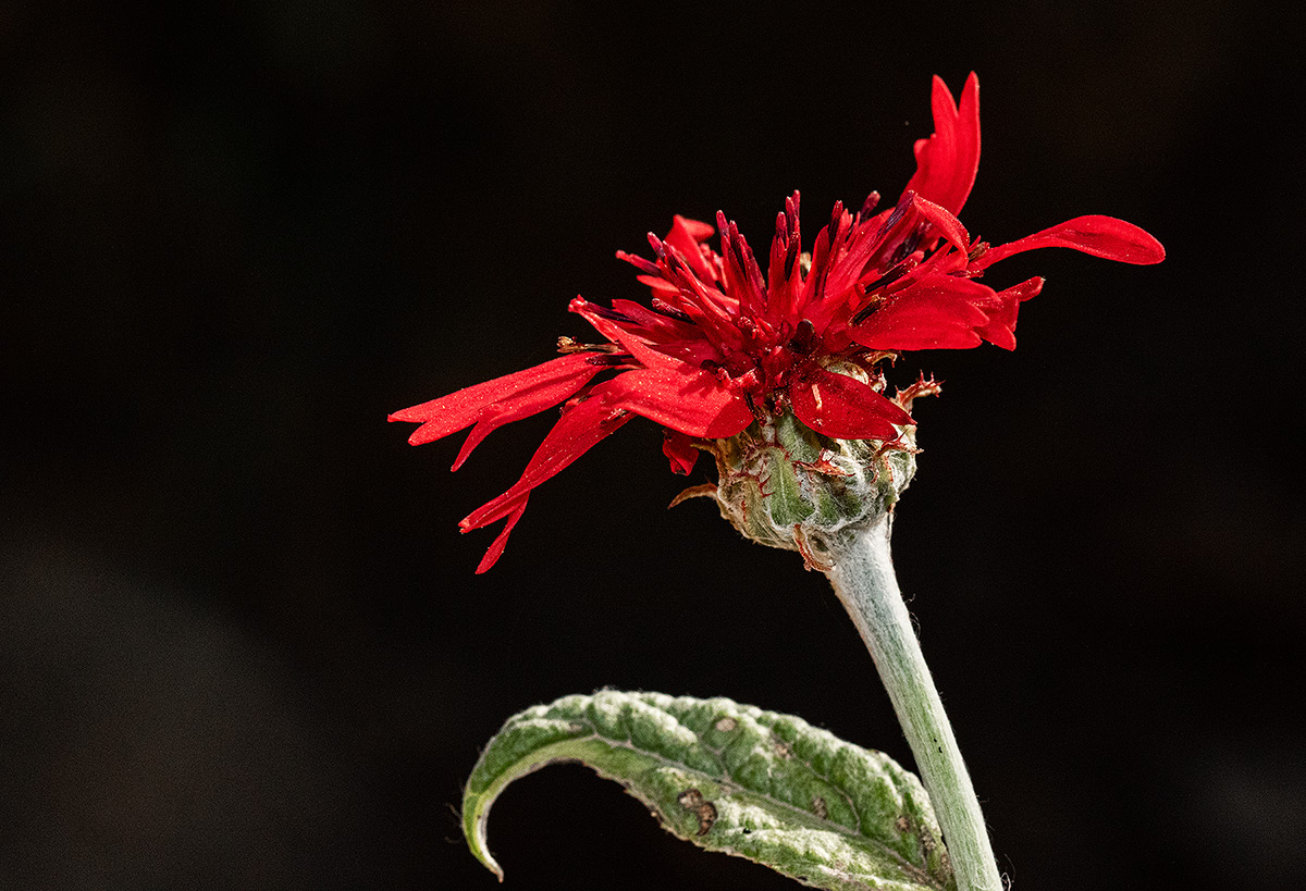 Erythrocephalum longifolium