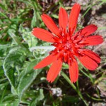 Erythrocephalum longifolium