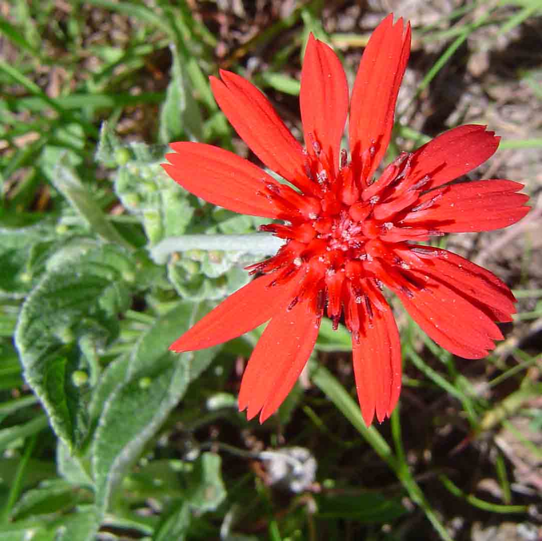 Erythrocephalum longifolium