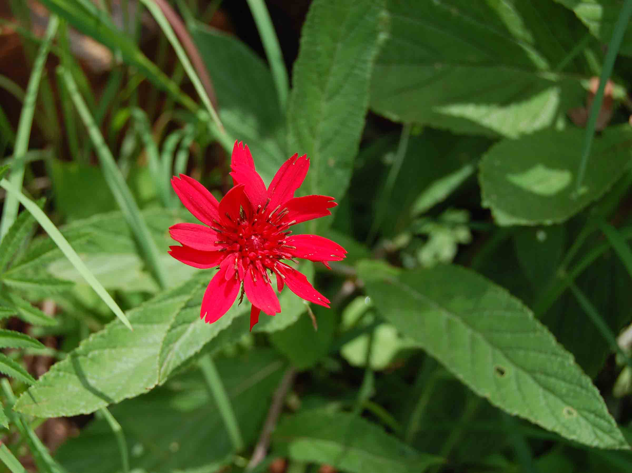 Erythrocephalum longifolium
