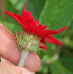 Erythrocephalum longifolium