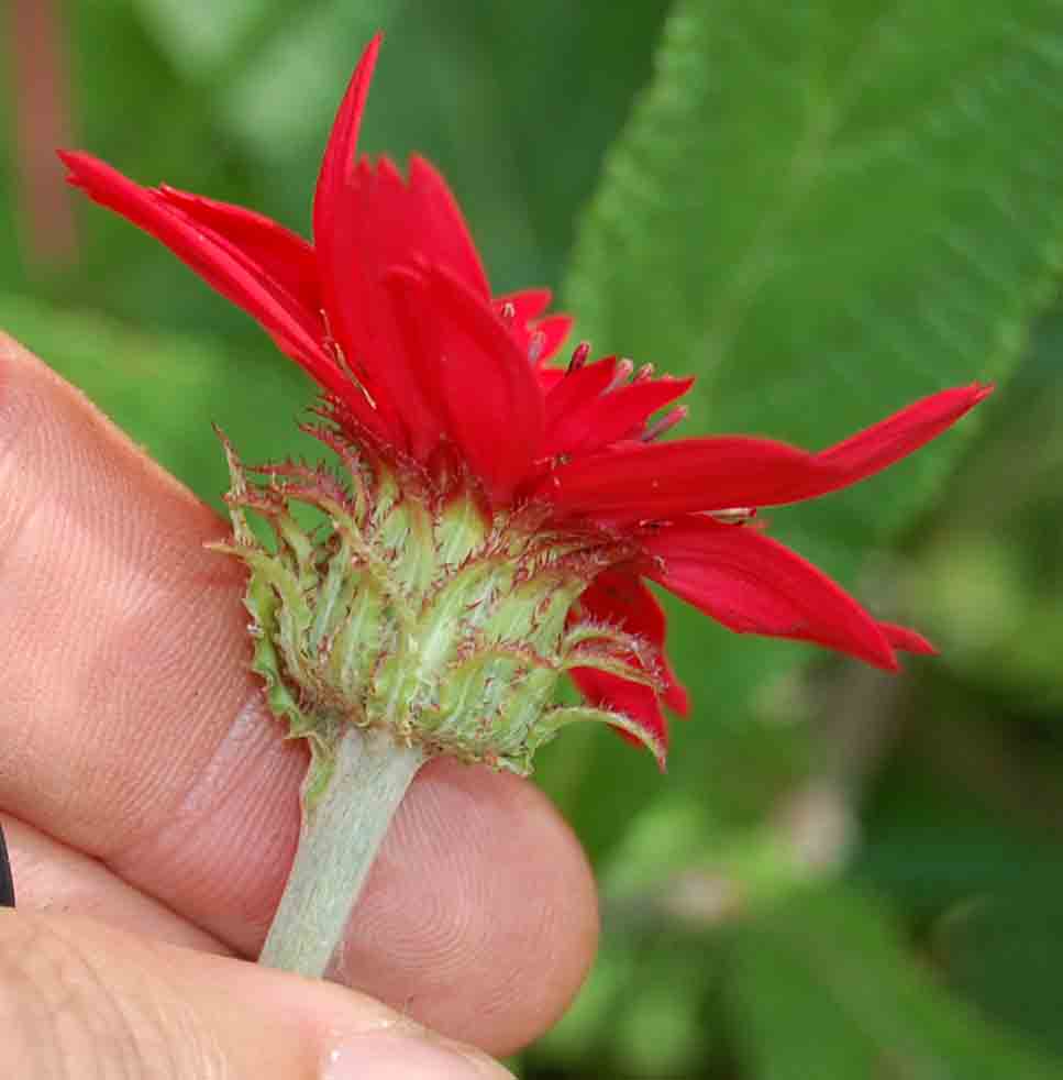 Erythrocephalum longifolium