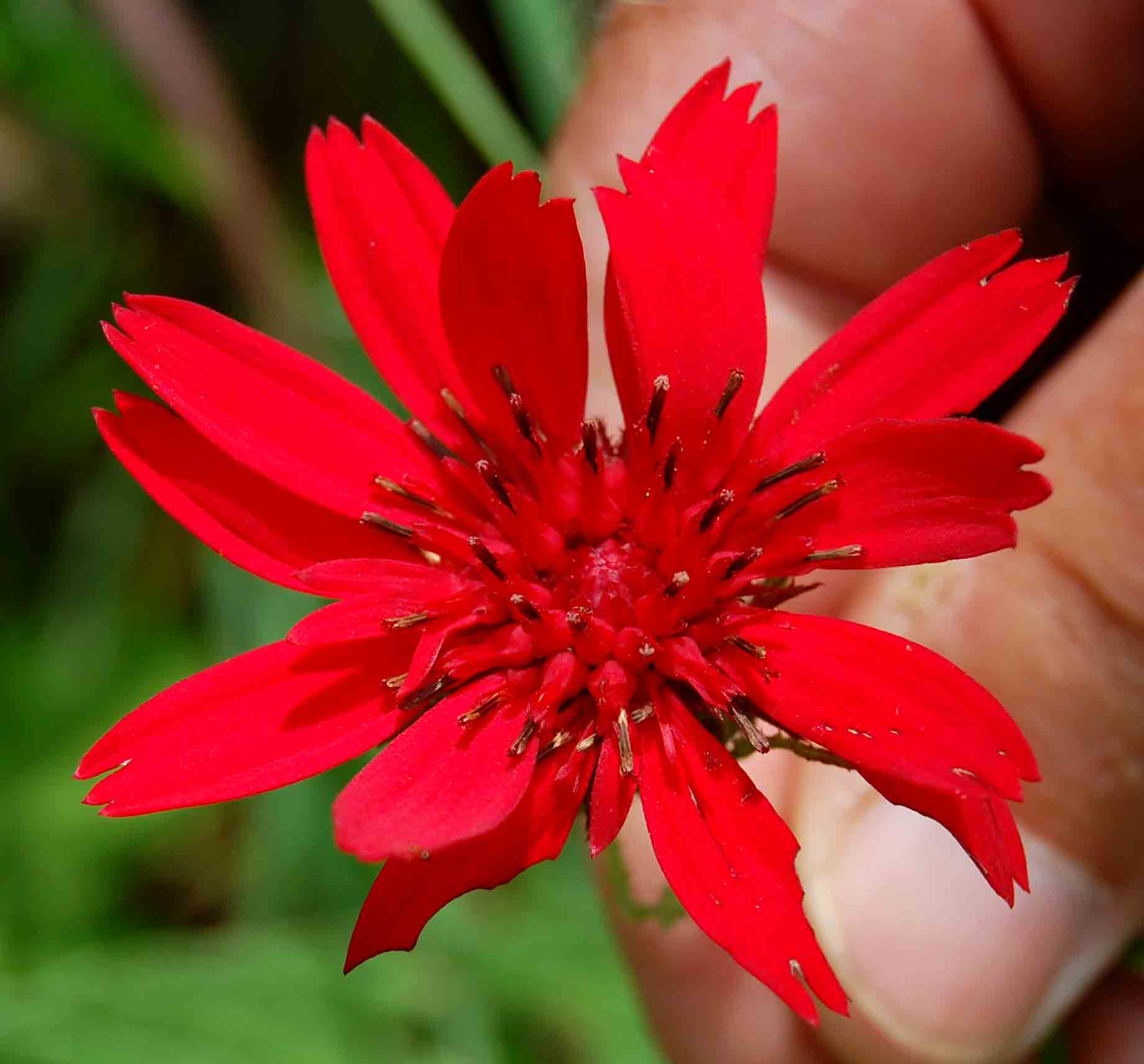 Erythrocephalum longifolium