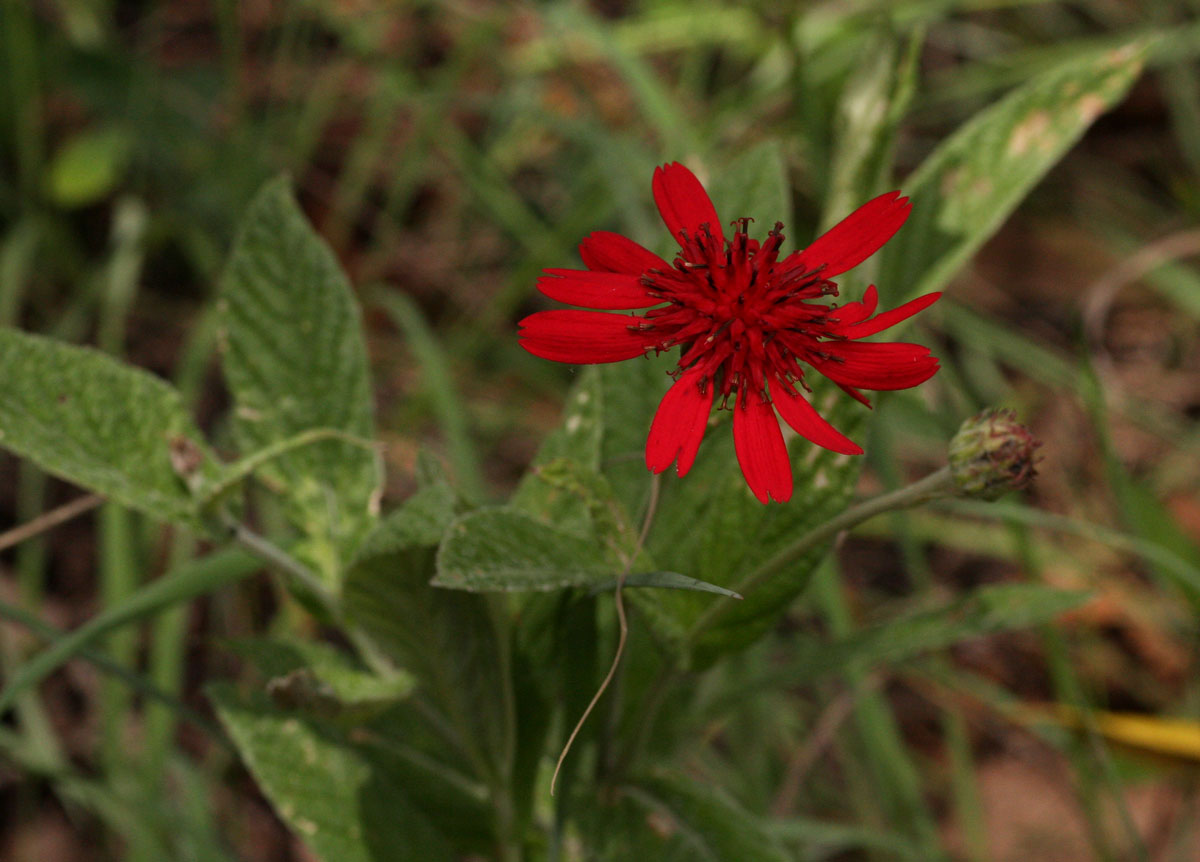 Erythrocephalum longifolium