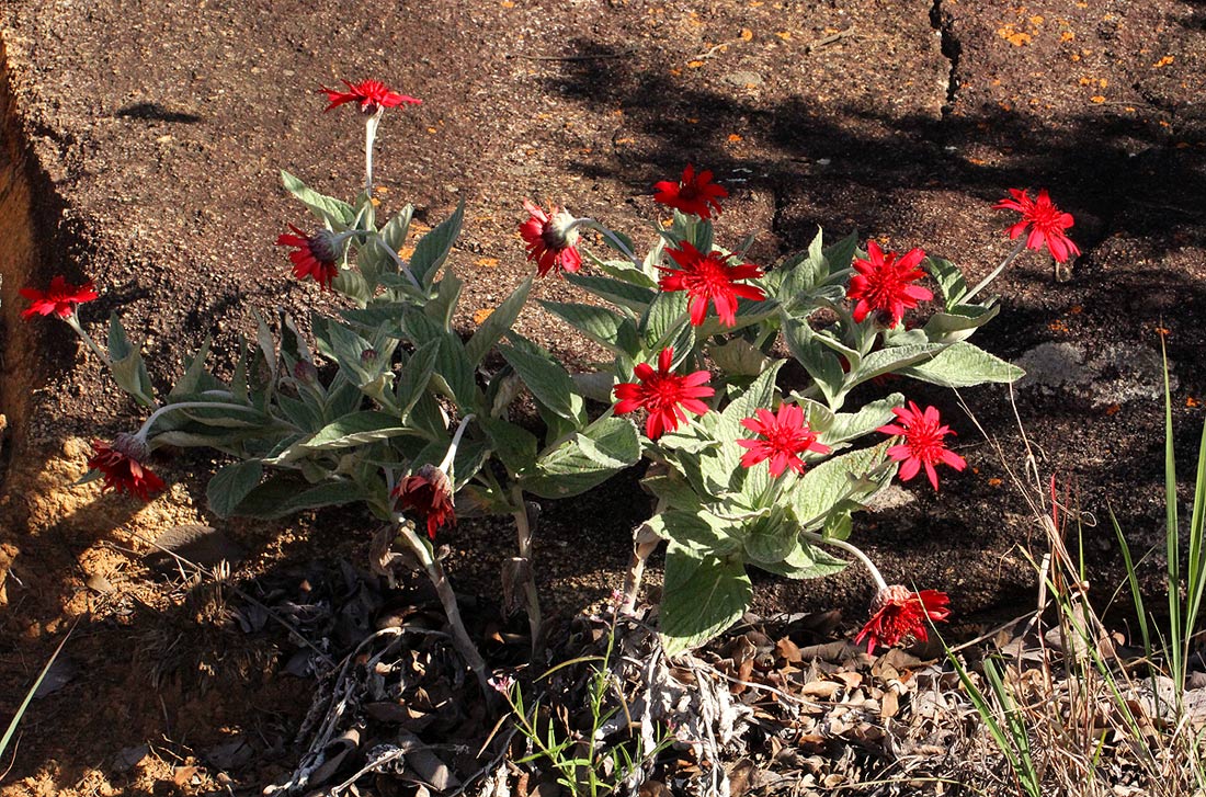 Erythrocephalum longifolium