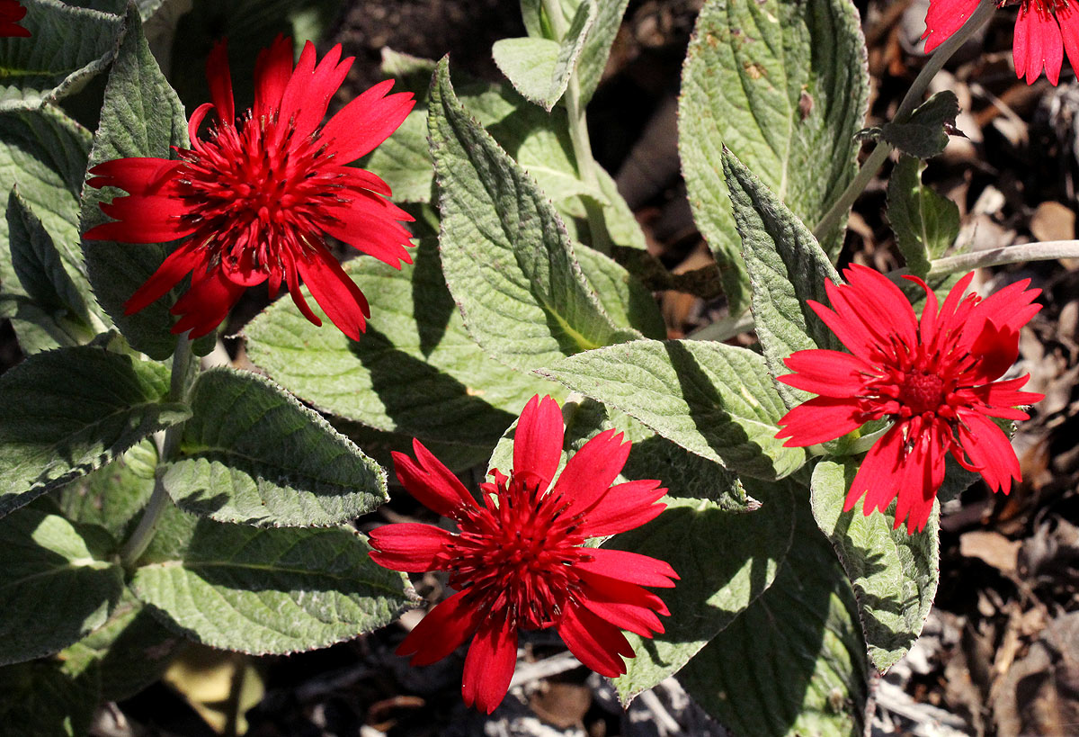 Erythrocephalum longifolium