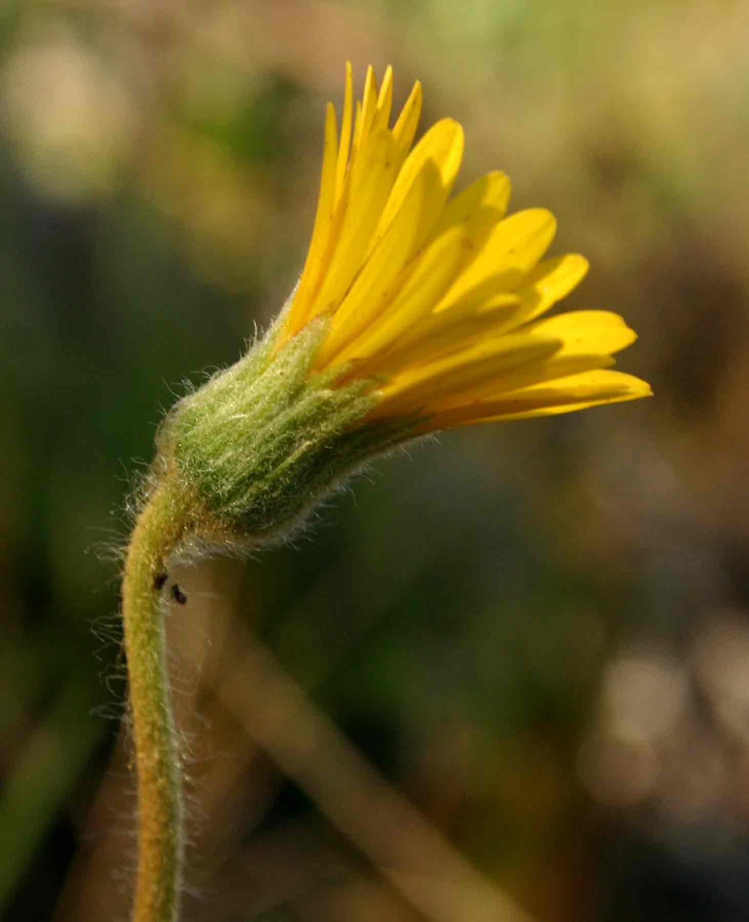 Gerbera ambigua Gerbera ambigua
