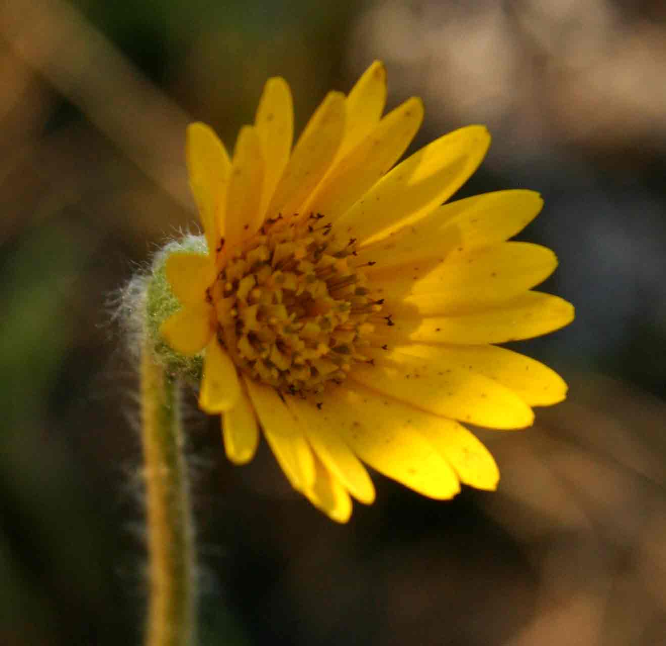 Gerbera ambigua