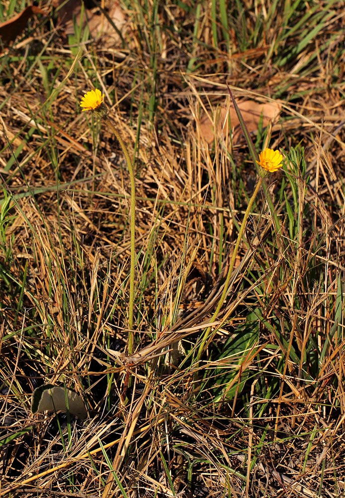 Gerbera ambigua Gerbera ambigua