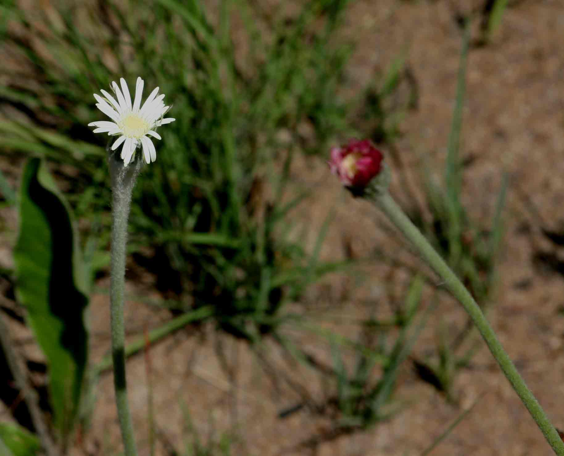 Gerbera piloselloides