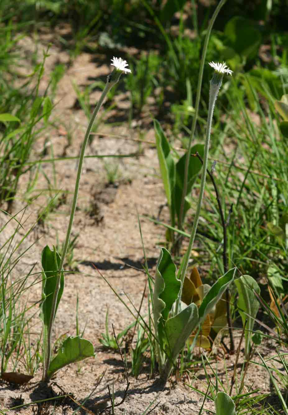 Gerbera piloselloides