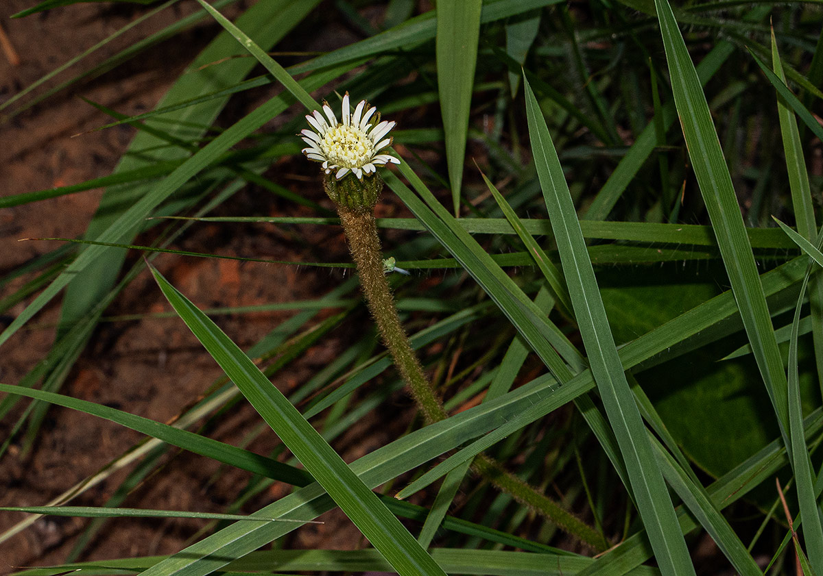 Gerbera piloselloides