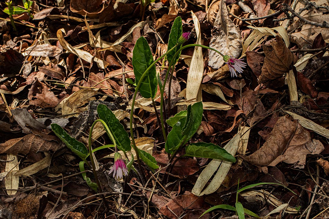 Gerbera viridifolia subsp. viridifolia