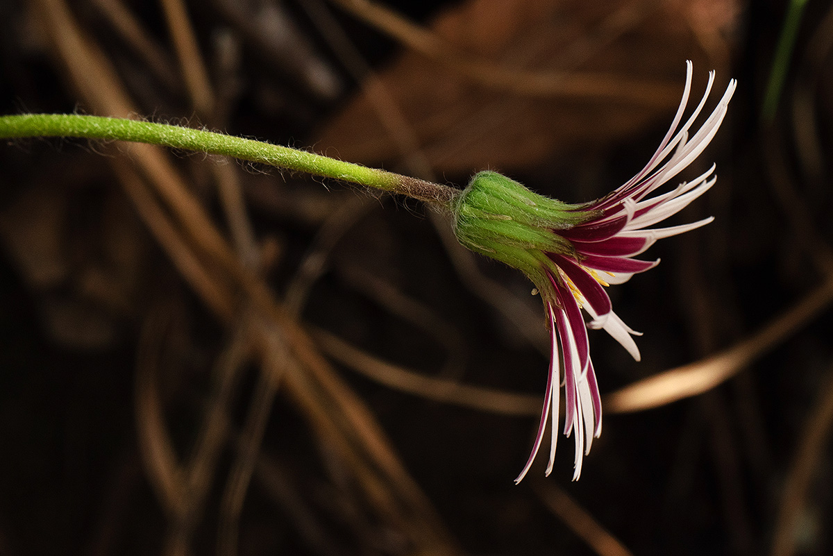Gerbera viridifolia subsp. viridifolia