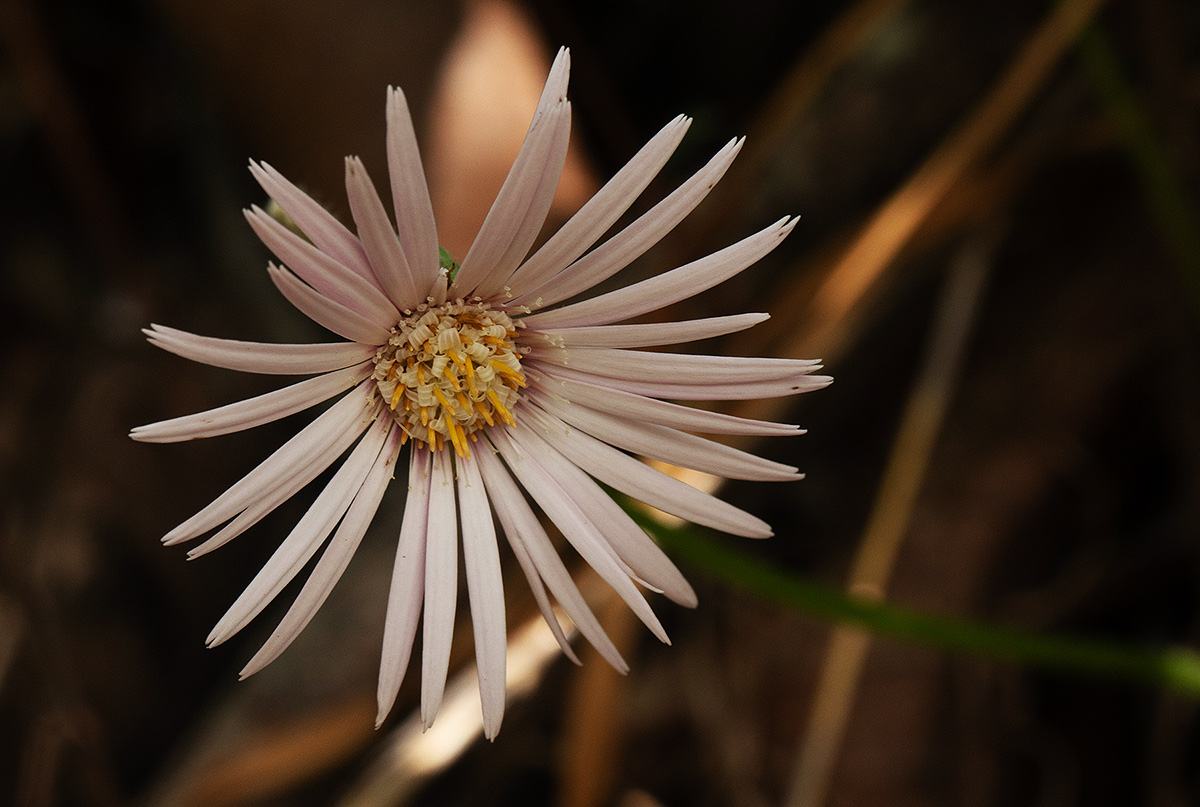 Gerbera viridifolia subsp. viridifolia