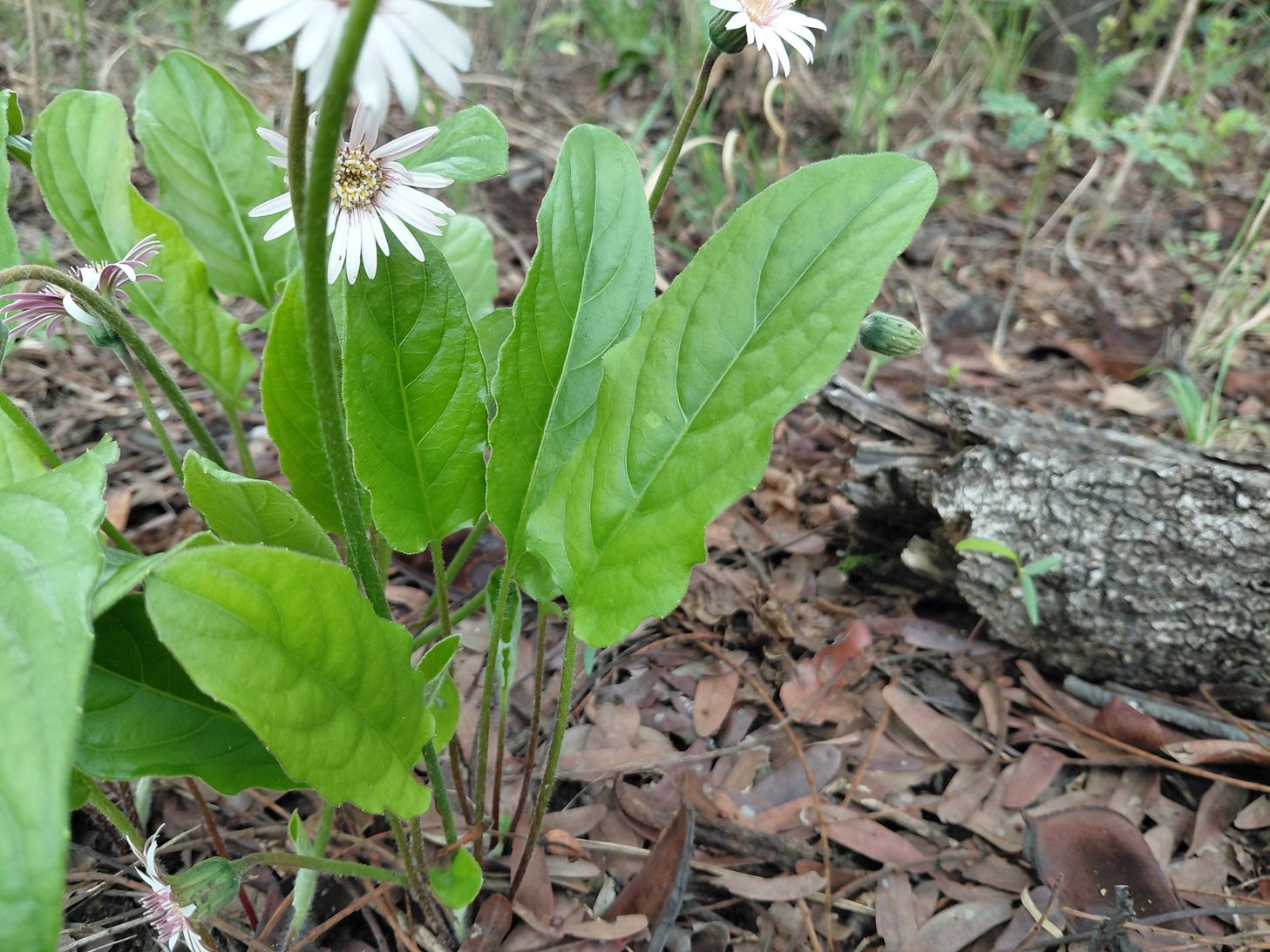 Gerbera viridifolia subsp. viridifolia Gerbera viridifolia subsp. viridifolia