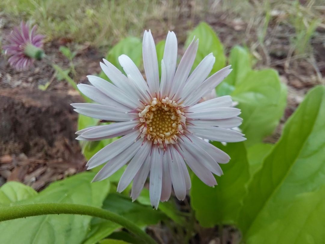 Gerbera viridifolia subsp. viridifolia Gerbera viridifolia subsp. viridifolia