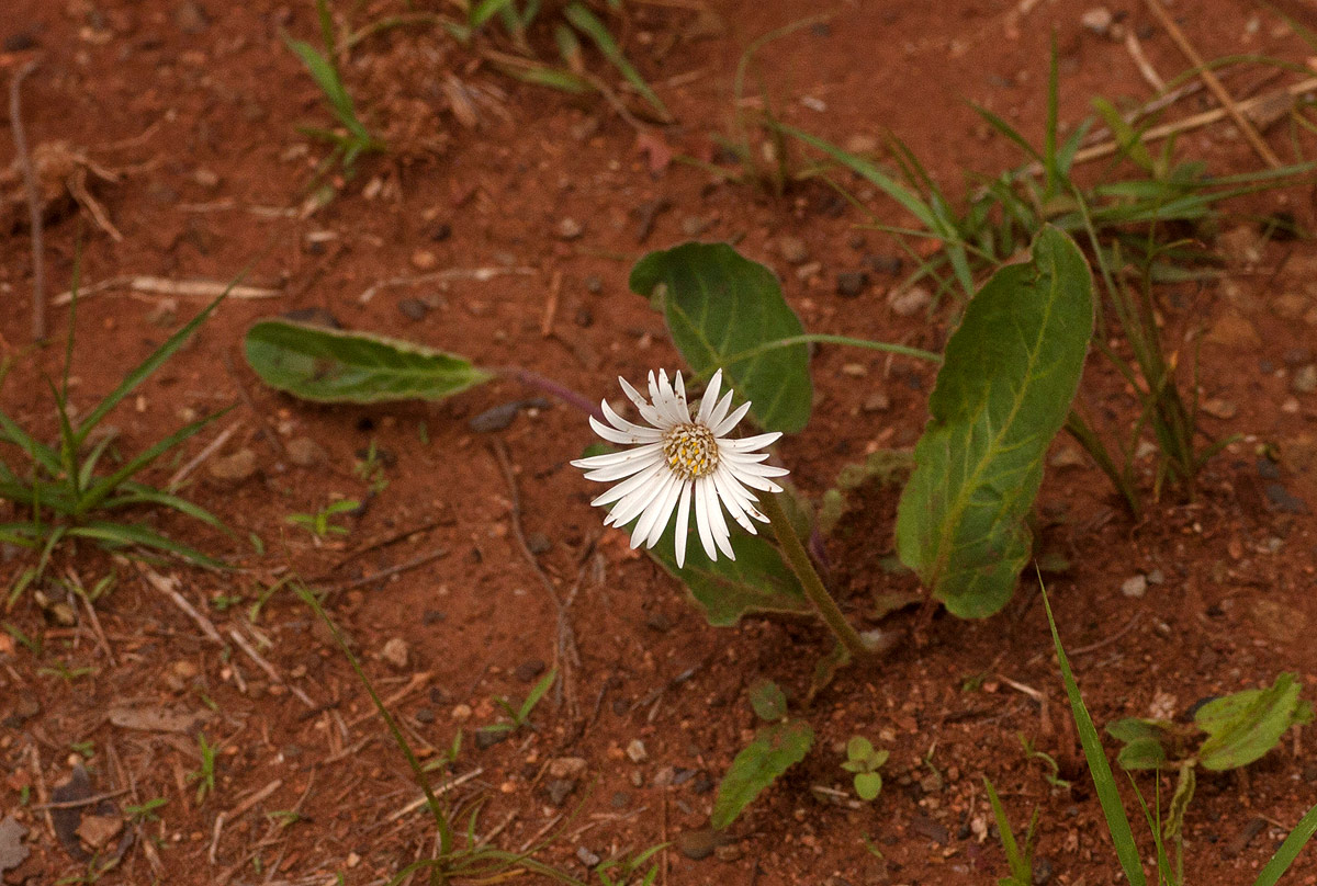 Gerbera viridifolia subsp. viridifolia