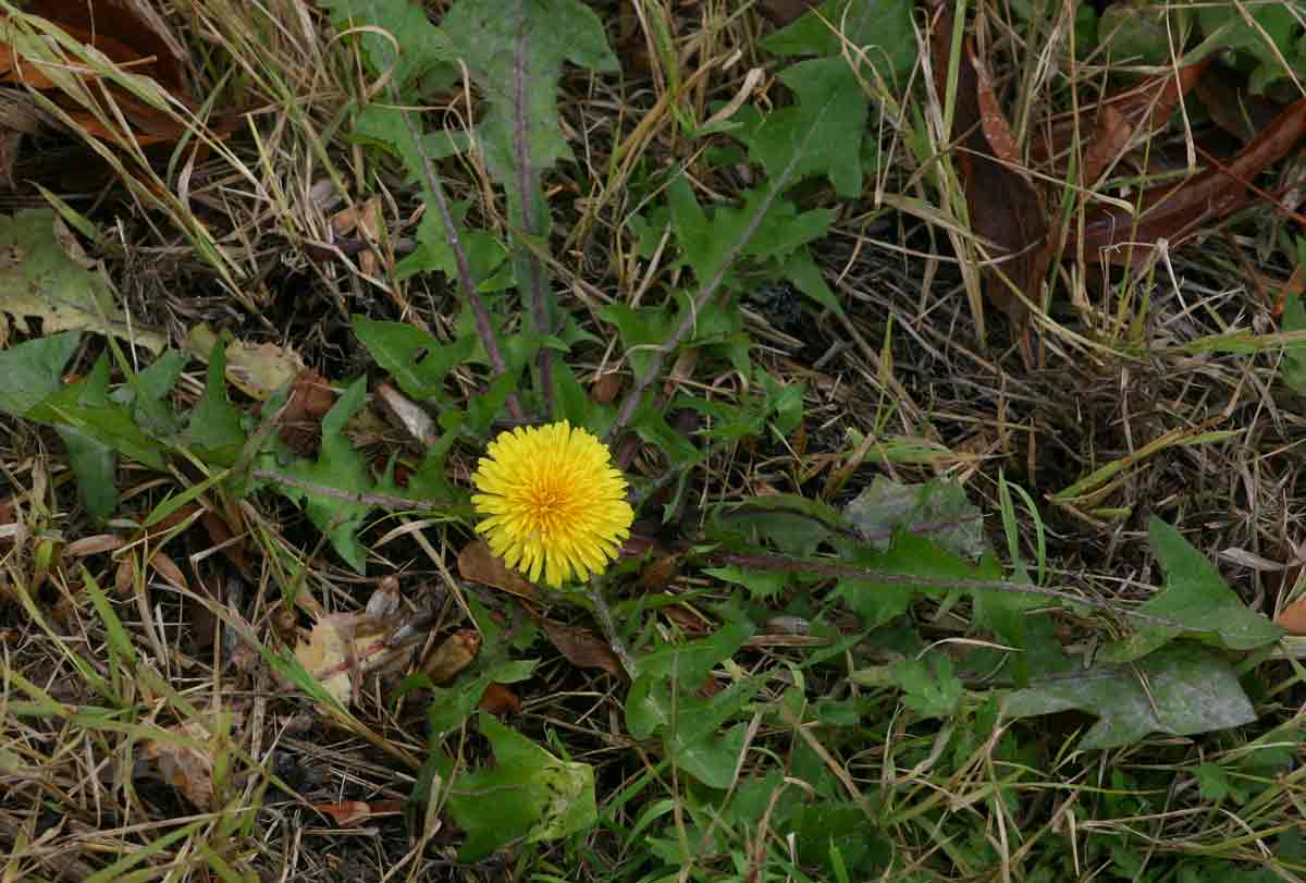 Taraxacum sp.