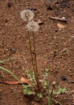 Taraxacum sp.