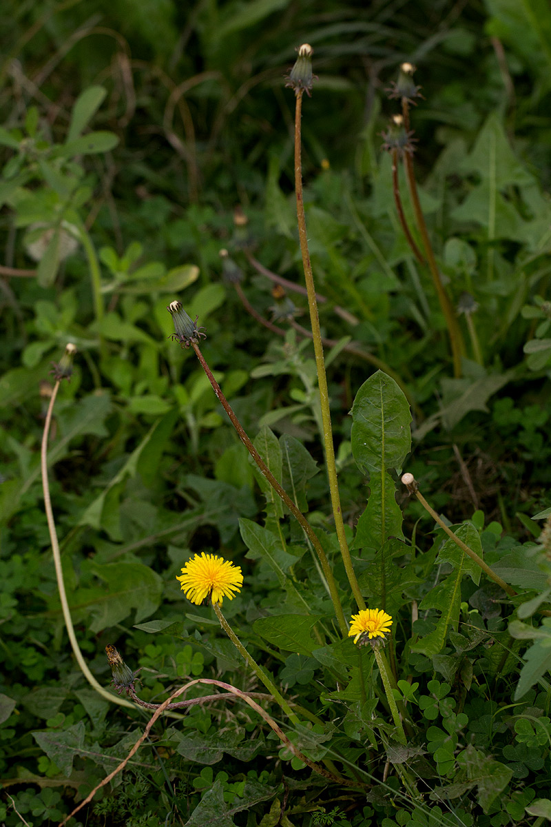 Taraxacum sp.