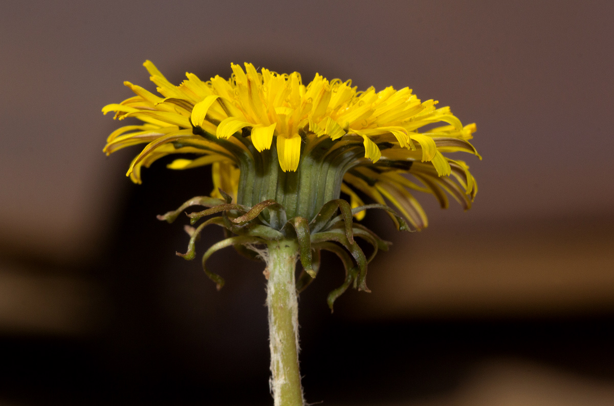 Taraxacum sp.