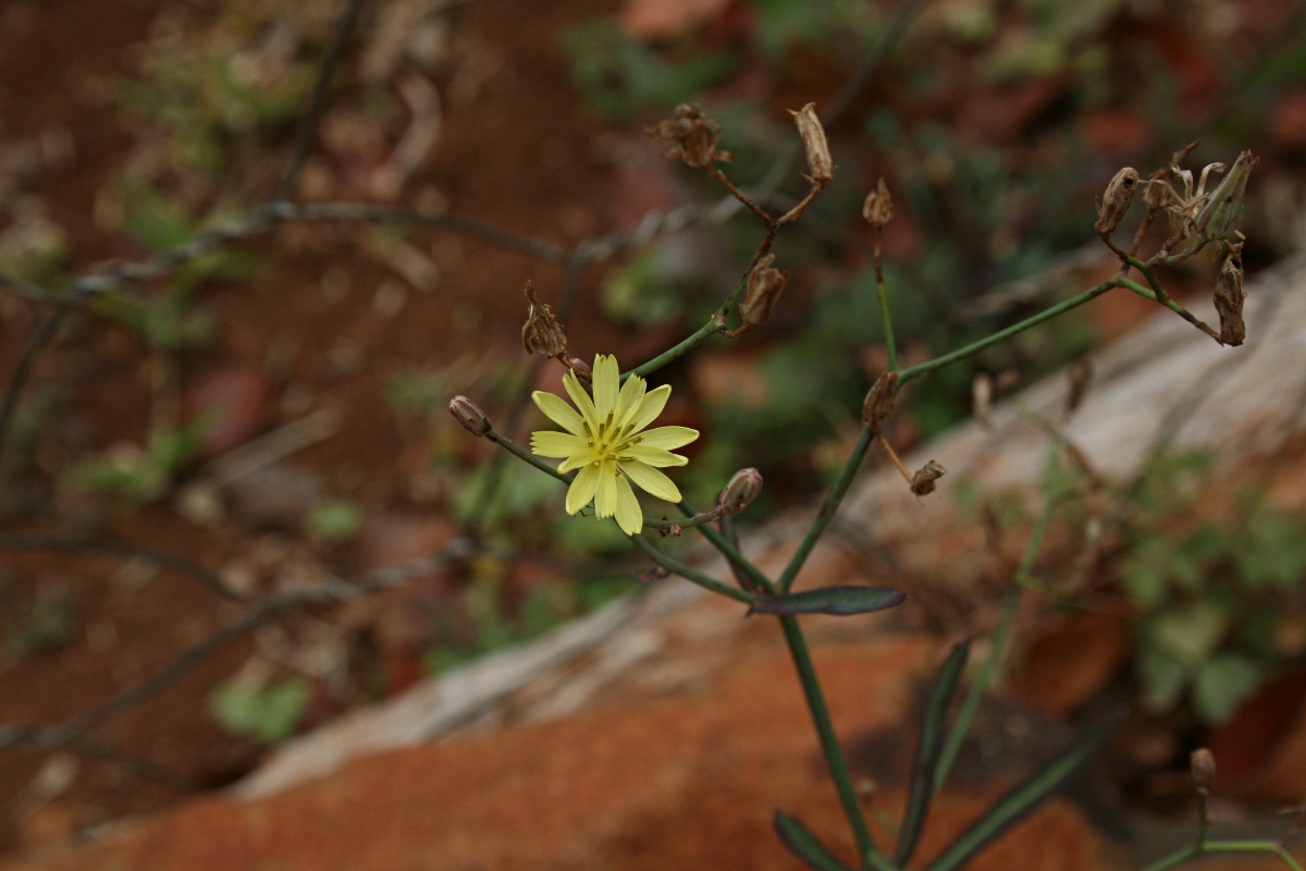Launaea cornuta