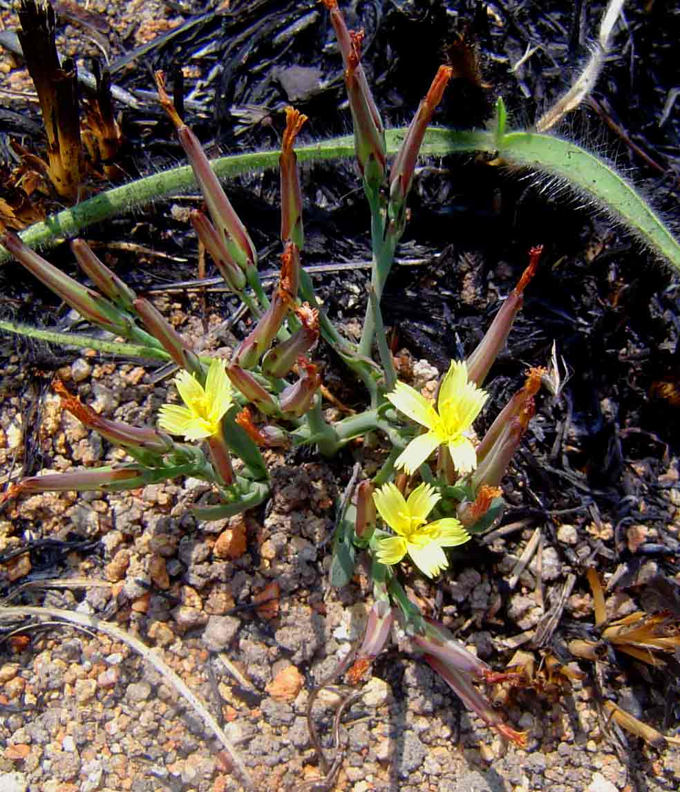 Launaea rarifolia