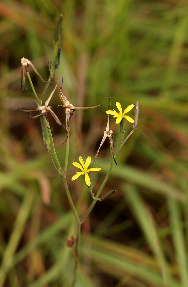 Launaea rarifolia