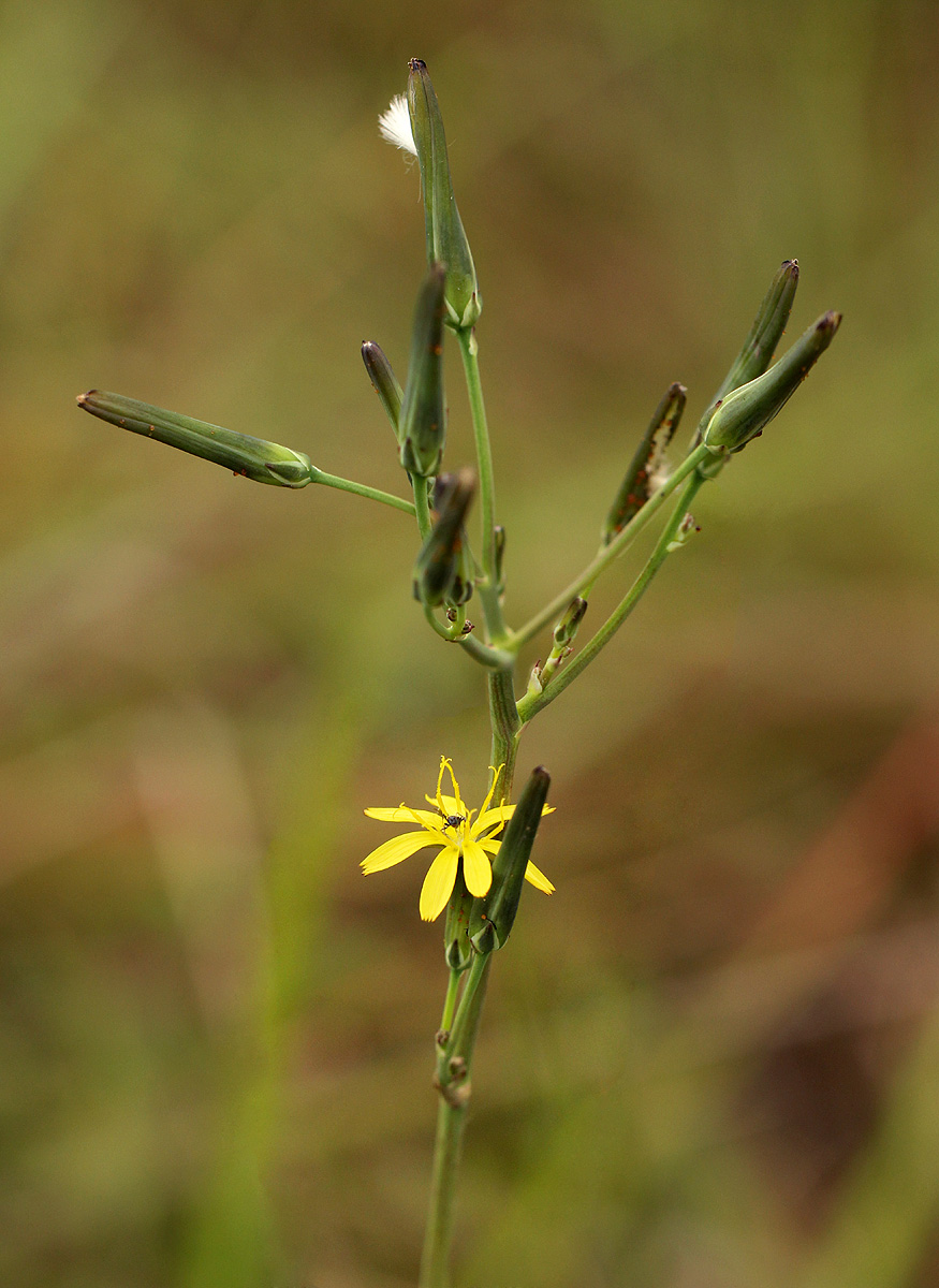 Launaea rarifolia