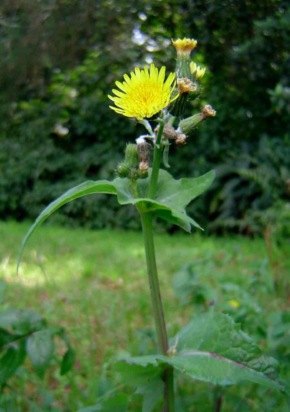 Sonchus oleraceus