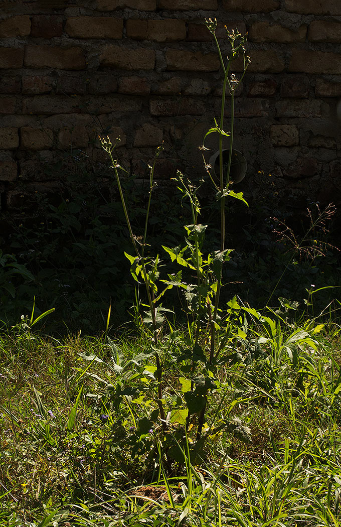 Sonchus oleraceus Sonchus oleraceus