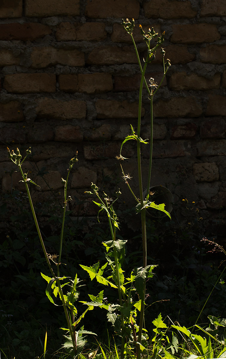 Sonchus oleraceus Sonchus oleraceus