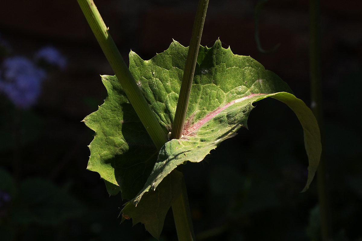 Sonchus oleraceus
