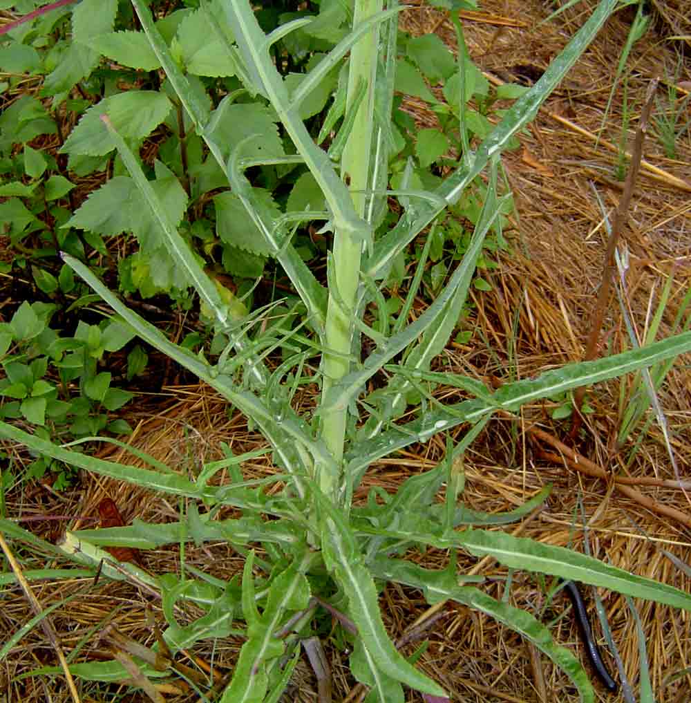 Sonchus schweinfurthii