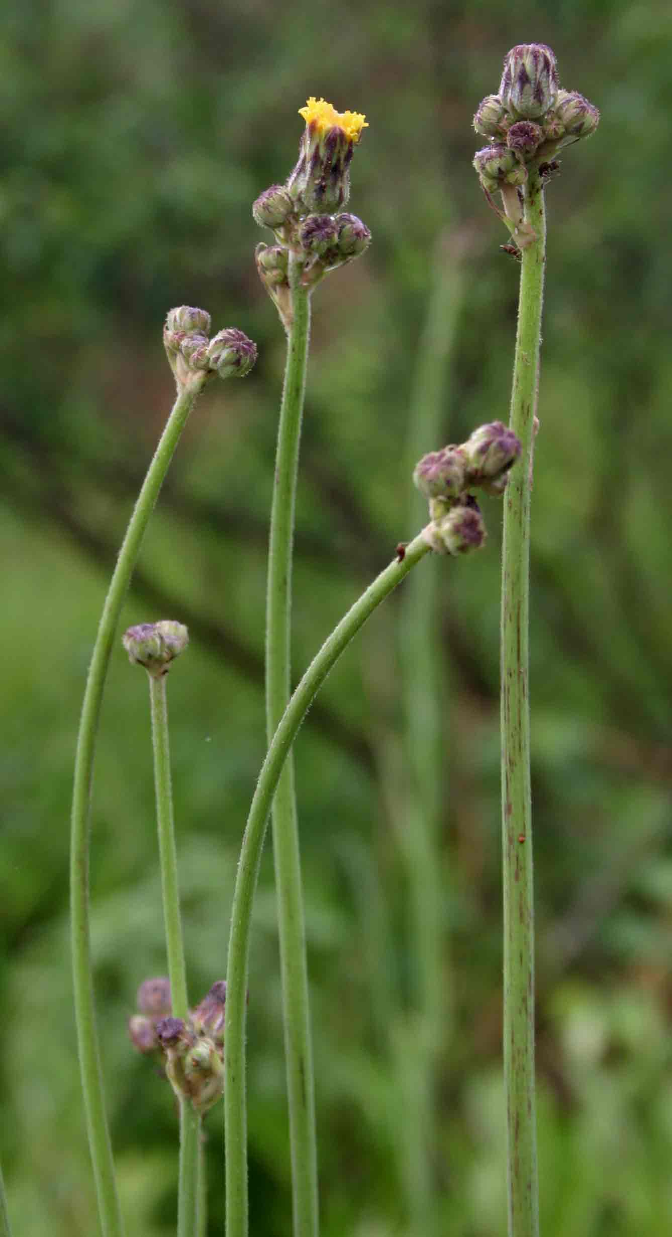 Sonchus schweinfurthii Sonchus schweinfurthii