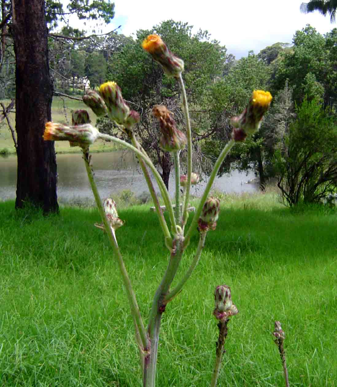 Sonchus schweinfurthii