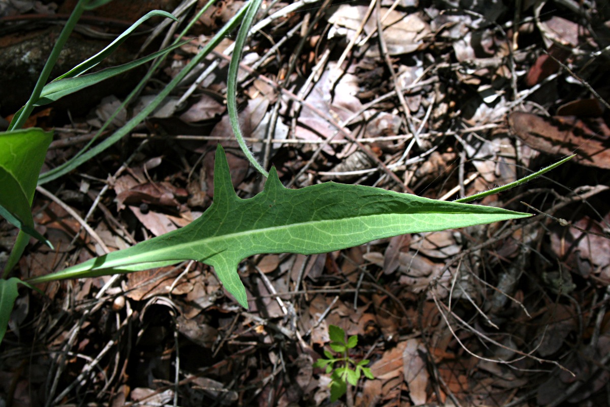 Lactuca imbricata var. imbricata