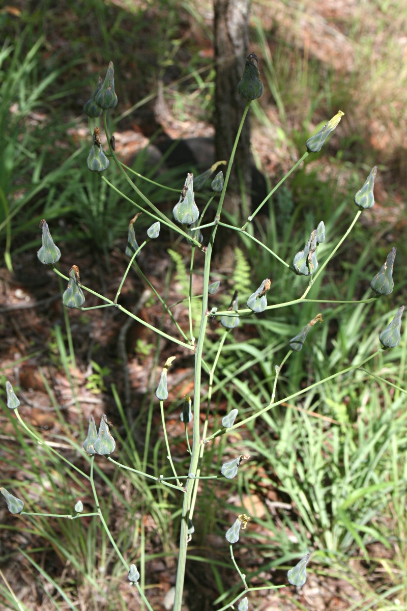 Lactuca imbricata var. imbricata Lactuca imbricata var. imbricata