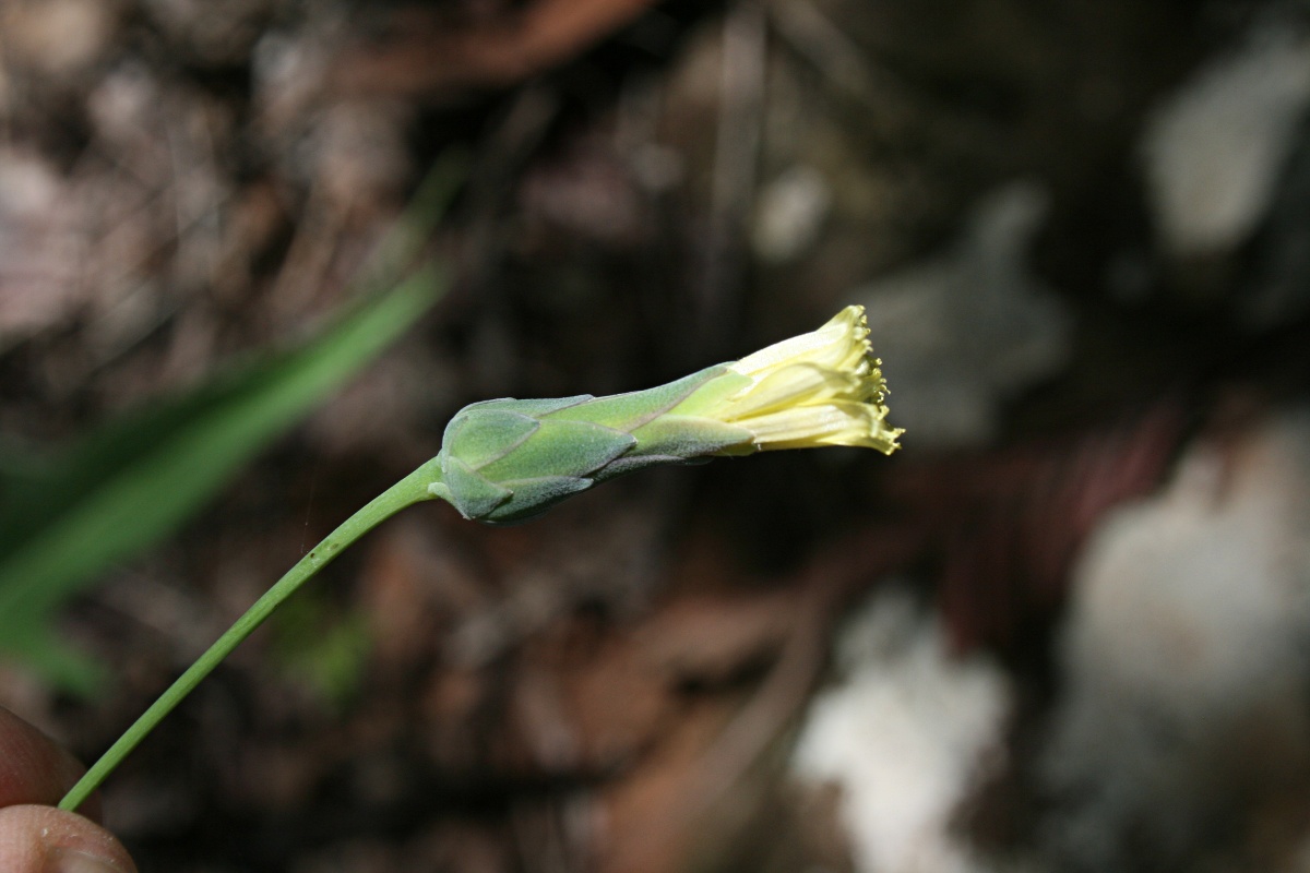 Lactuca imbricata var. imbricata Lactuca imbricata var. imbricata