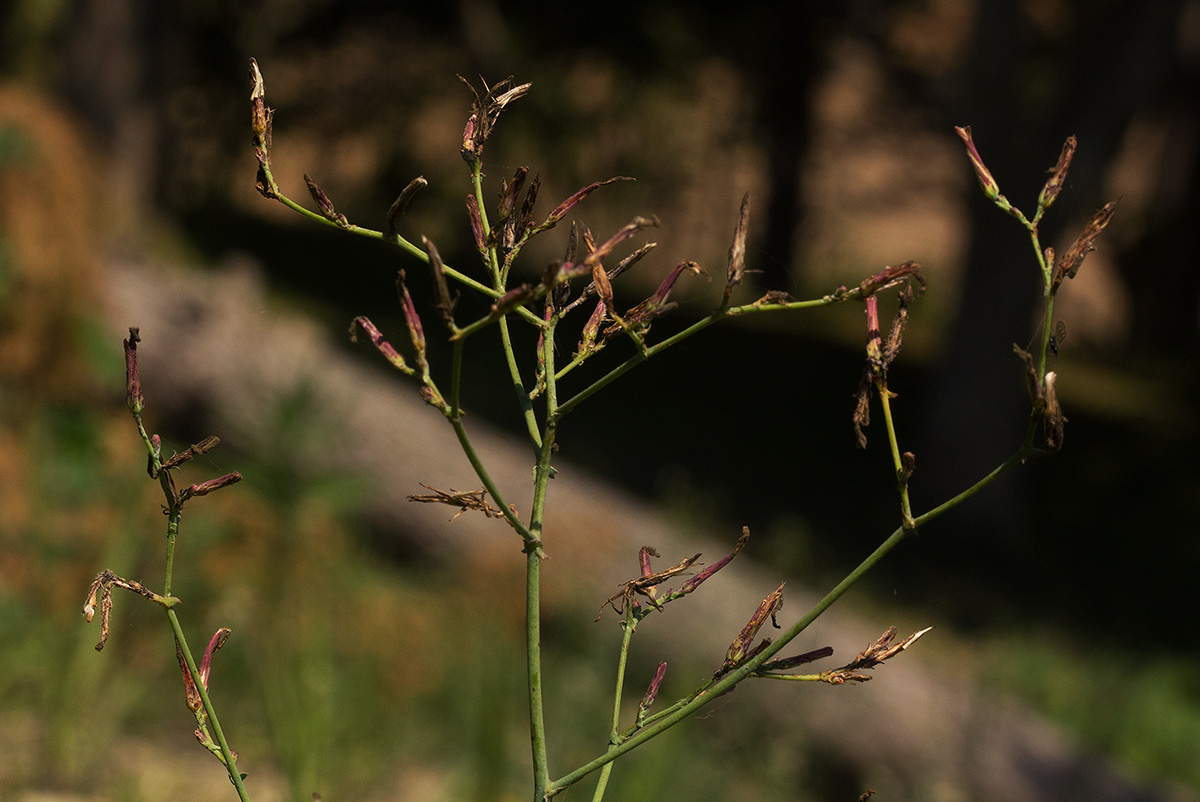 Lactuca inermis