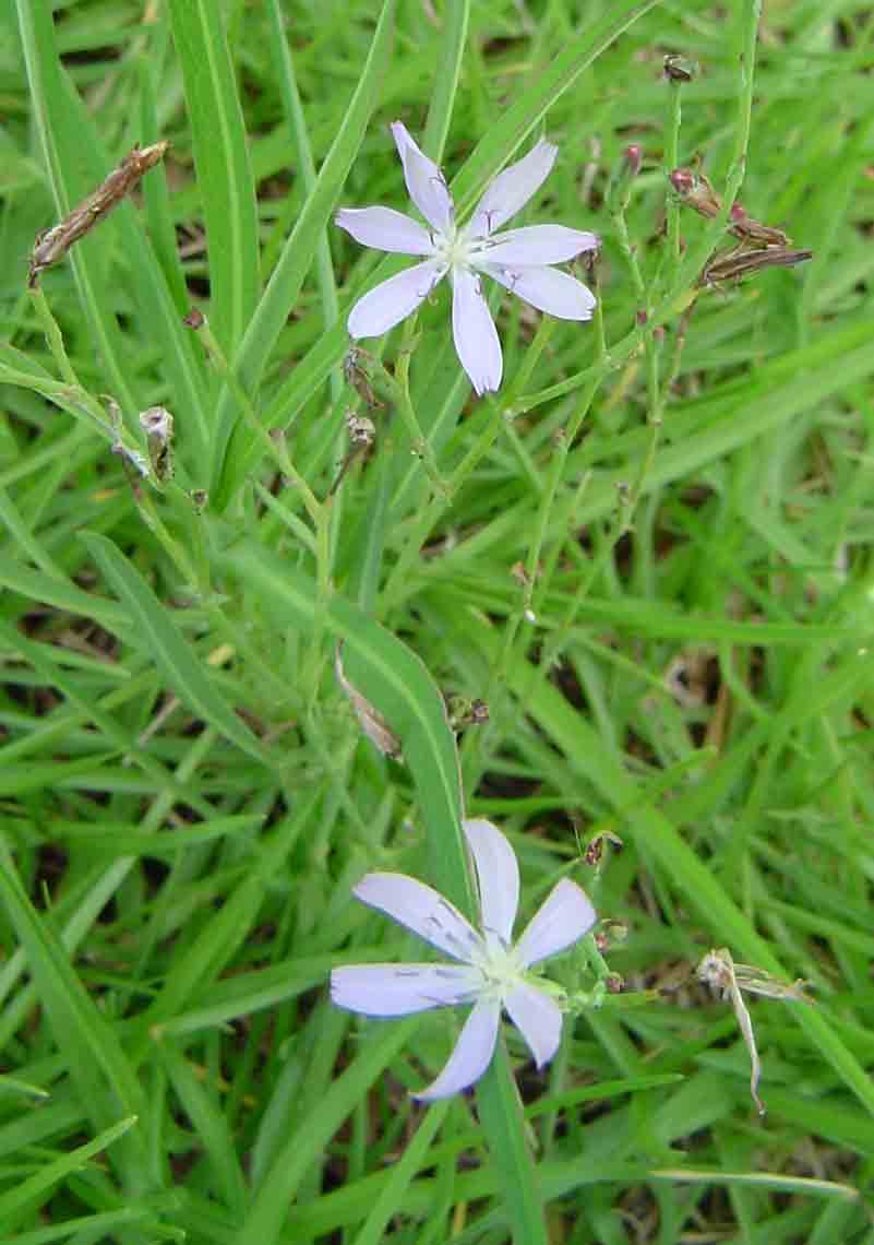Lactuca inermis Lactuca inermis