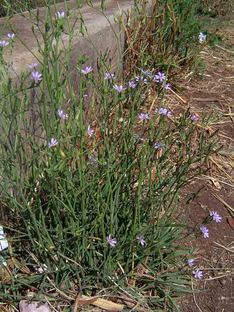 Lactuca inermis
