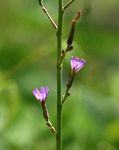 Lactuca inermis