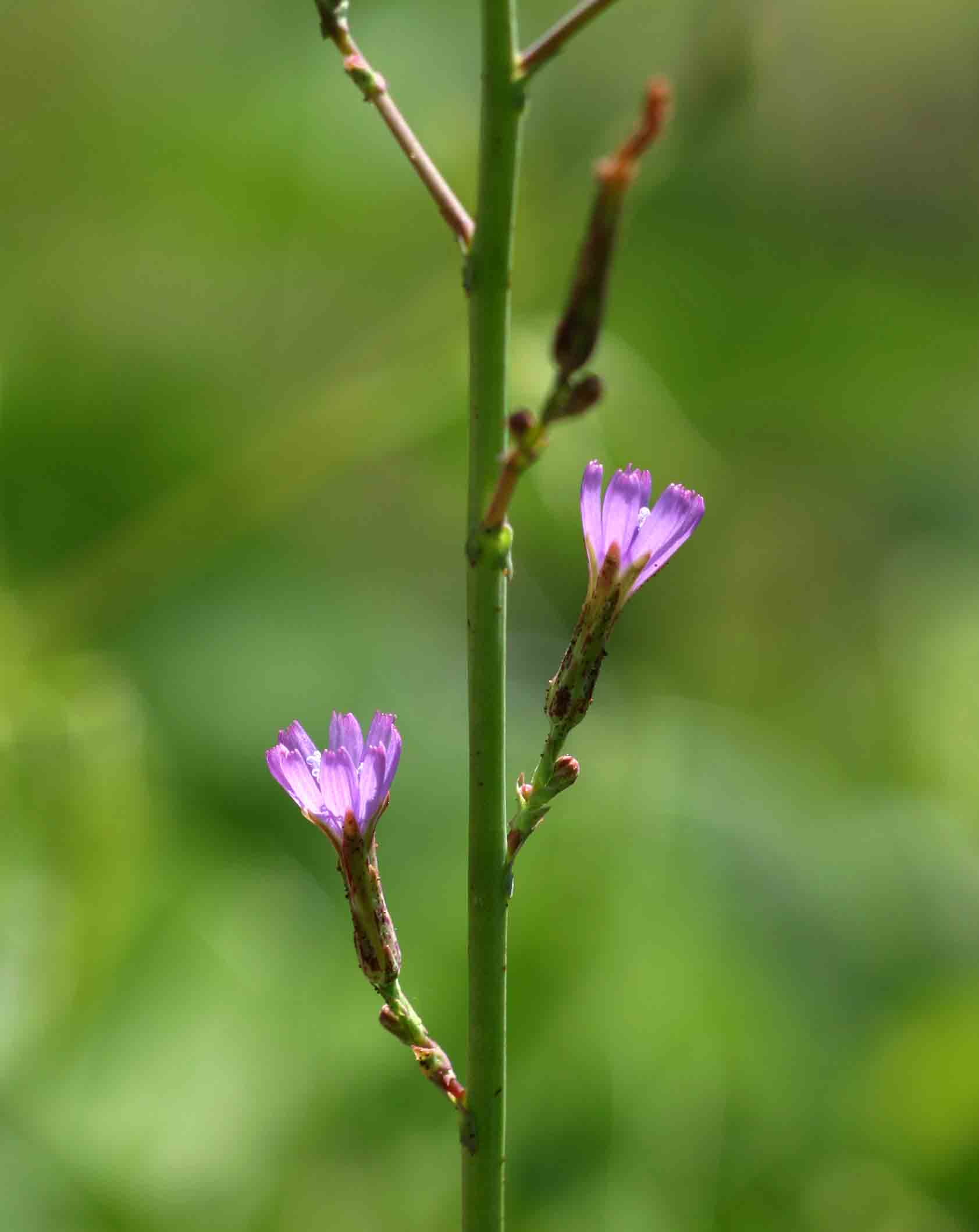 Lactuca inermis