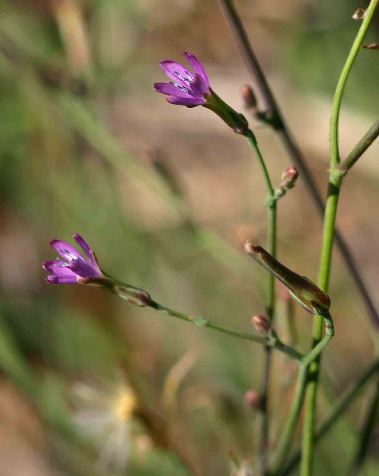 Lactuca inermis