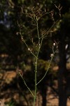 Lactuca inermis