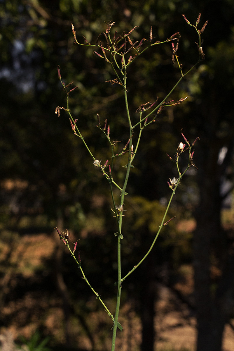 Lactuca inermis